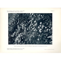 "Tawuła wiązolistna (Spiraea ulmifolia Scop.) w reglu górnym na Foreszczenie nad Prutem. Według fotografji T. Wilczyńskiego, zdj