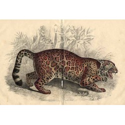 ("Jaguar".)