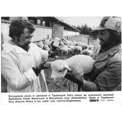 "Szczepienie owiec w zakładzie w Topolanach,który należy do wzorowych...