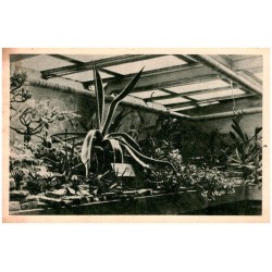 Gliwice - Palmiarnia Miejska. Foto - Wenus - Gliwice