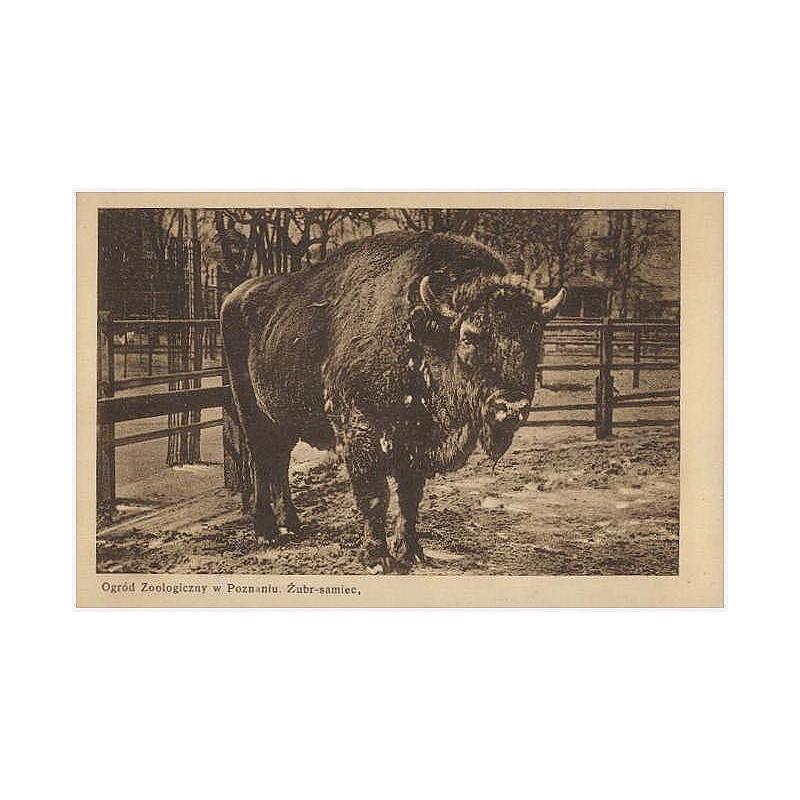 Ogród Zoologiczny w Poznaniu. Żubr - samiec