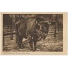 Ogród Zoologiczny w Poznaniu. Żubr - samiec