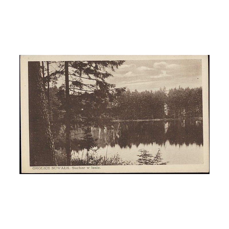 Okolice Suwałk. Suchar w lesie. [...]