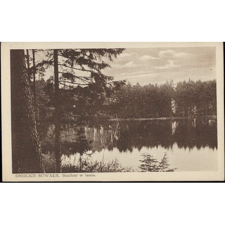 Okolice Suwałk. Suchar w lesie. [...]