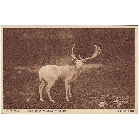 Daniel Biały - Zwierzyniec w Lesie Wolskim. Fot. St. Mucha [...]