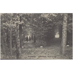 Dramburg. Luisenhain, Buchengang