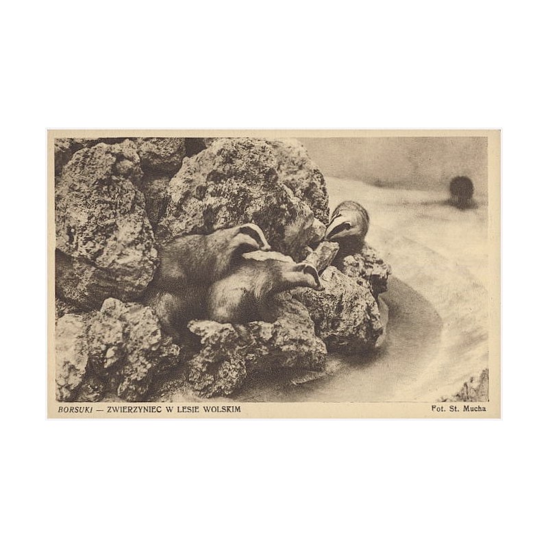 Borsuki - Zwierzyniec w Lesie Wolskim. Fot. St. Mucha [...]