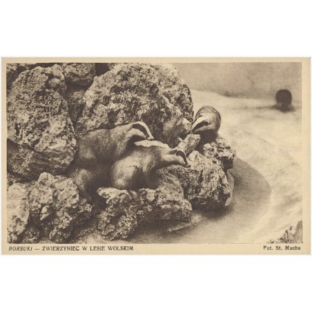 Borsuki - Zwierzyniec w Lesie Wolskim. Fot. St. Mucha [...]