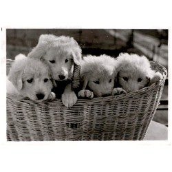 "Młode pokolenie" owczarków podhal. Fot. Inż. W Romer