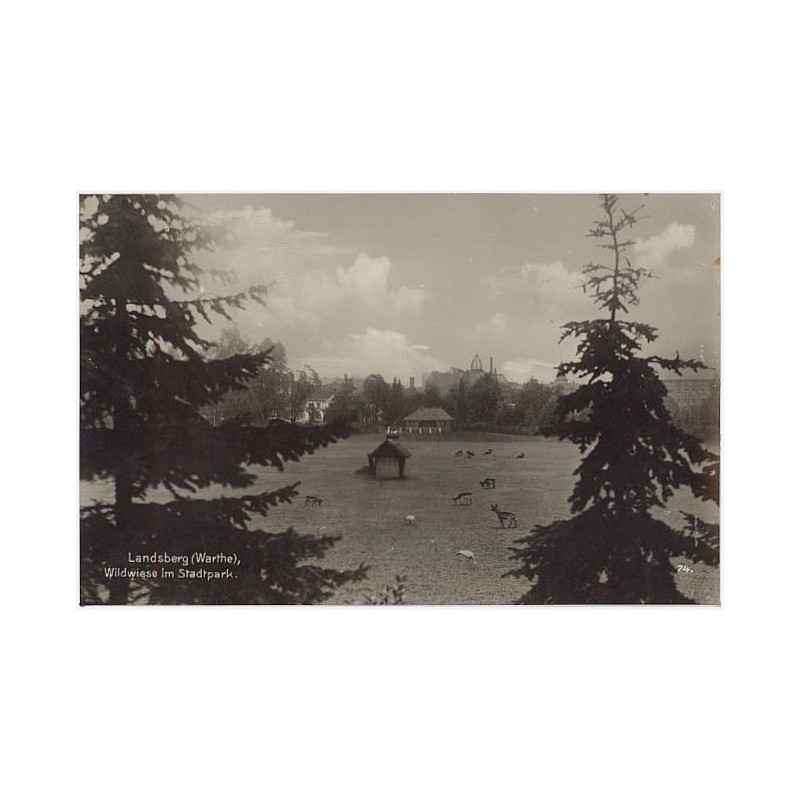 Landsberg (Warthe), Wildwiese im Stadtpark. 74