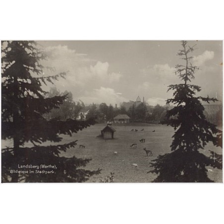 Landsberg (Warthe), Wildwiese im Stadtpark. 74