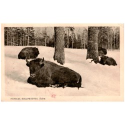 Puszcza Białowieska. Żubry.