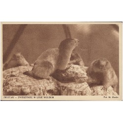 Świstaki - Zwierzyniec w Lesie Wolskim. Fot. St. Mucha [...]