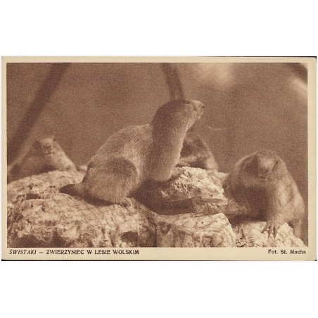 Świstaki - Zwierzyniec w Lesie Wolskim. Fot. St. Mucha [...]