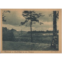 Waldteich im Forst Ellgut an der Klodnitz. phot. A. Berndt [...]