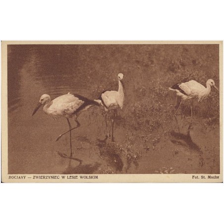 Bociany - Zwierzyniec w Lesie Wolskim. Fot. St. Mucha [...]