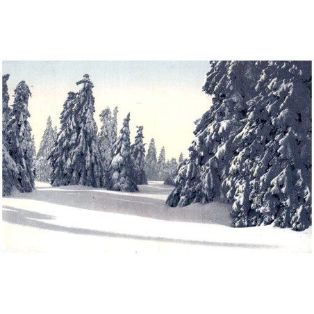 Das Riesengebirge im Winter. Bannwald am Mummelkamm.