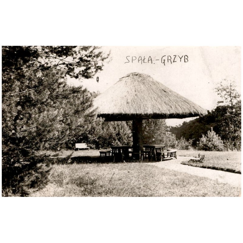 Spała. - Grzyb