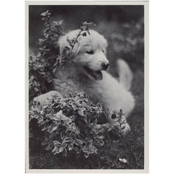 Młody Owczarek Podhalański. Fot. Zofia Łępkowska