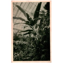 Gliwice - Palmiarnia Miejska. Foto - Wenus - Gliwice