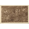 Krokusy