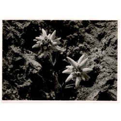 Szarotki tatrzańskie. Fot. Tadeusz Krystek