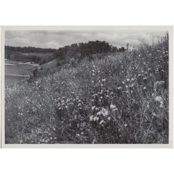 Stepowa halawa na Wołyniu. Fot. doc. Dr J. Motyka