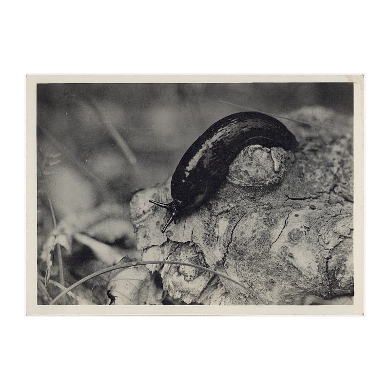 Pomrowik (Limax) Fot. Dr St. Sekutowicz