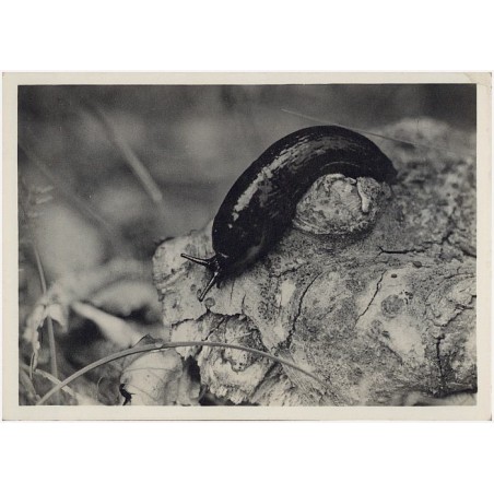 Pomrowik (Limax) Fot. Dr St. Sekutowicz