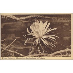 Ogród Botaniczny Uniwersytetu Jagiellońskiego w Krakowie. Kaktus "Królowa nocy" [...]  Fot. S. Ziobrowski