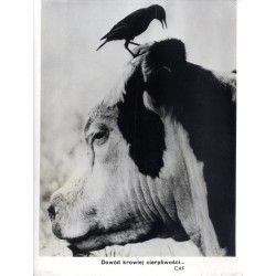 "Dowód krowiej cierpliwości... CAF"