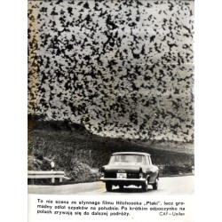 "To nie scena ze słynnego filmu Hitchcocka "Ptaki", lecz gromadny odlot szpaków na południe. Po krótkim odpoczynku na polach zry