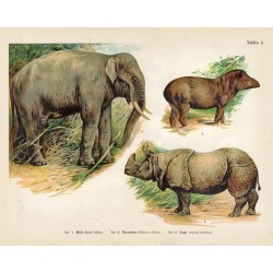 Tablica 11. 1. Słoń 2. Nosorożec 3. Tapir