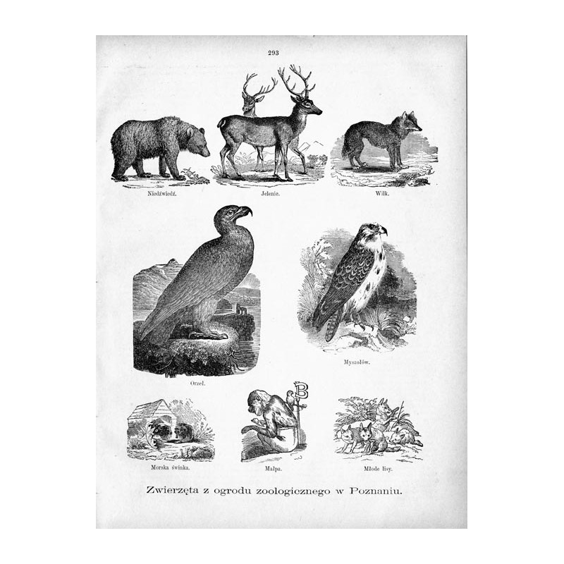 "Zwierzęta z ogrody zoologicznego w Poznaniu. Niedźwiedź. Jeleń. Wilk. Orzeł. Myszołów. Morska świnka. Małpa. Młode lisy."
