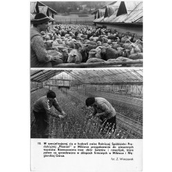 "10. W specjalizującej się w hodowli owiec Rolniczej Spółdzielni Produkcyjnej "Płomień" w Milówce [...]. fot. Z. Wieczorek"