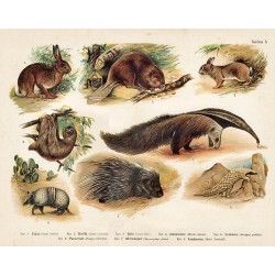Tablica 5. 1. Zając 2. Królik 3. Bóbr 4. Jeżozwierz 5. Leniwiec 6. Pancernik 7. Mrówkojad 8. Łuskowiec.