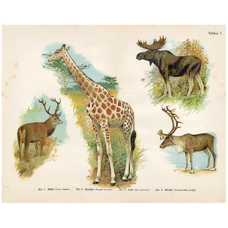 "Tablica 7. Ryc. 1. Jeleń (Cervus elaphus). Ryc. 2. Renifer (Rangifer tarandus). Ryc. 3. Łoś (Alces palmatus). Ryc. 4. Girafa (C
