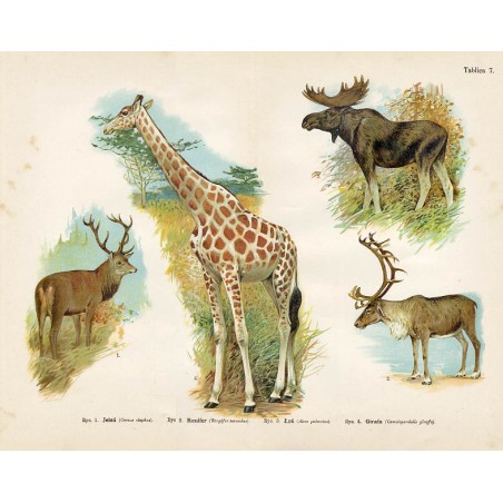 "Tablica 7. Ryc. 1. Jeleń (Cervus elaphus). Ryc. 2. Renifer (Rangifer tarandus). Ryc. 3. Łoś (Alces palmatus). Ryc. 4. Girafa (C