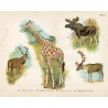 "Tablica 7. Ryc. 1. Jeleń (Cervus elaphus). Ryc. 2. Renifer (Rangifer tarandus). Ryc. 3. Łoś (Alces palmatus). Ryc. 4. Girafa (C