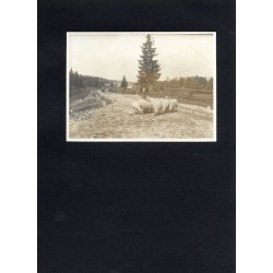 "20. POWRÓT Z PASTWISKA."