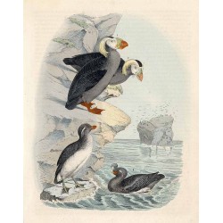 ("Północne alki.")