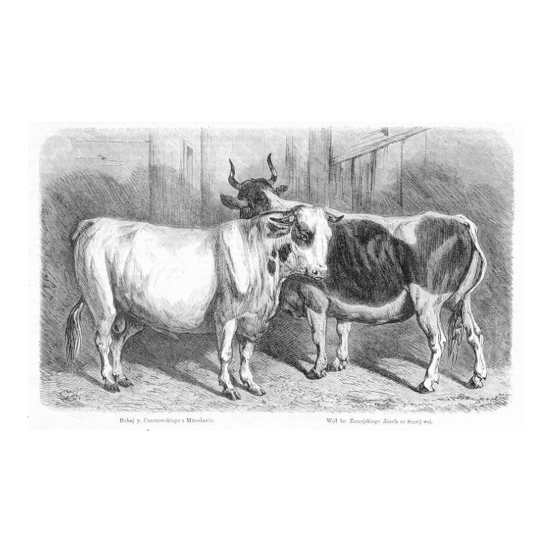 "Buhaj p. Czarnowskiego z Mirosławic. Wół hr. Zamojskiego Józefa ze Staréj wsi."