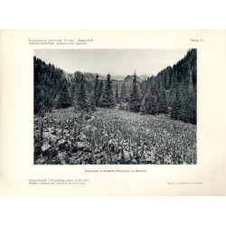 "Szczawisko w otoczonej dawnej stai na Dancerzu. Według fotografji T. Wilczyńskiego, zdjętej 20 lipca 1929 r."