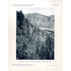 "Limba (Pinus cambra L.) na stokach Kiedrowatego w kotlinie Kizich Ułohów. Według fotografji T. Wilczyńskiego, zdjętej 4 paździe