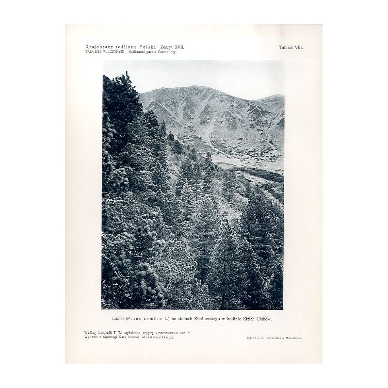 "Limba (Pinus cambra L.) na stokach Kiedrowatego w kotlinie Kizich Ułohów. Według fotografji T. Wilczyńskiego, zdjętej 4 paździe