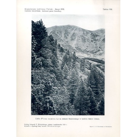 "Limba (Pinus cambra L.) na stokach Kiedrowatego w kotlinie Kizich Ułohów. Według fotografji T. Wilczyńskiego, zdjętej 4 paździe
