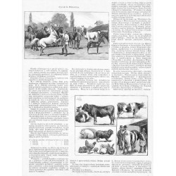 Wystawa inwentarza na placu Ujazdowskim / ["WYSTAWA INWENTARZA NA PLACU UJAZDOWSKIM. (Rysunki S. Witkiewicza i J. Konopackiego).