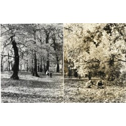 Murowana Goślina. Park