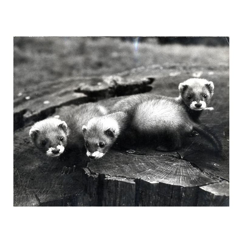 "Tchórze zwyczajne [...] Zabawa na pniaku. Wrocław, 21.VII 1974 - I/32"