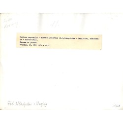 "Tchórze zwyczajne [...] Zabawa na pniaku. Wrocław, 21.VII 1974 - I/32"